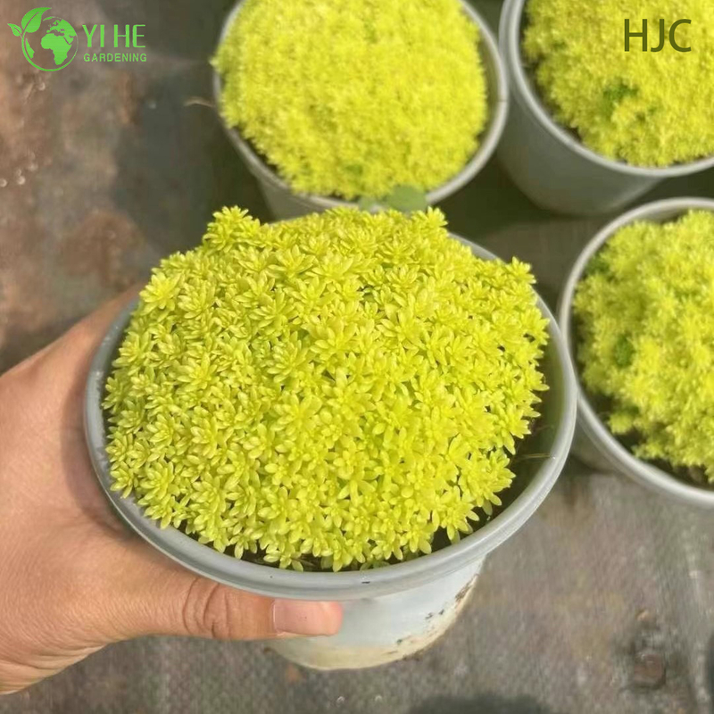 थोक गोल्डन जापानी स्टोनक्रॉप लाइव प्लांट सेडम ग्राउंडकवर बोनसाई