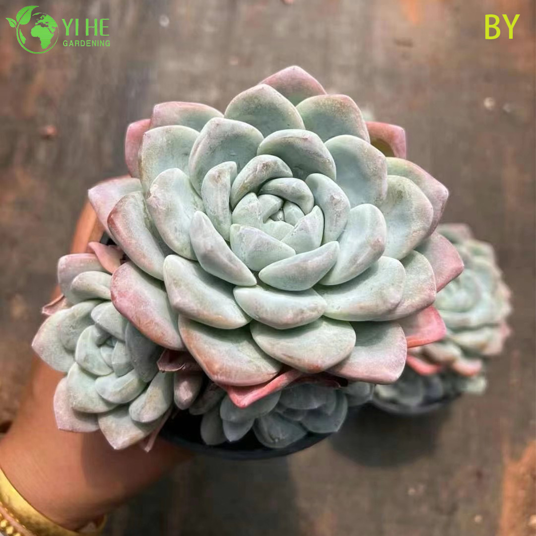 इनडोर सजावट बोनसाई के लिए थोक लाइव पारभासी जेड रसीला पौधा थोक