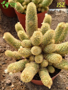Оптовая торговля живым кактусом Ladyfinger Mammillaria Elongata для внутреннего садового бонсай