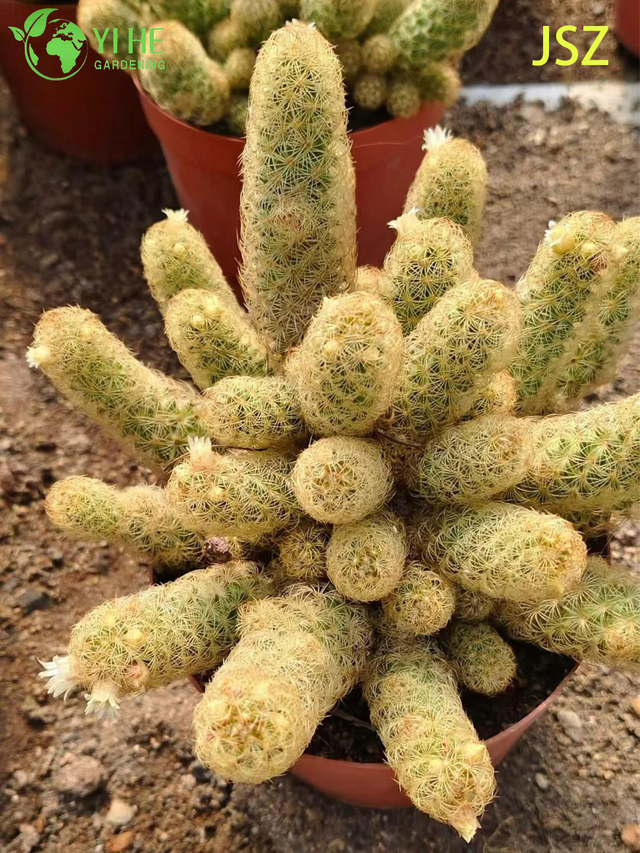 Оптовая торговля живым кактусом Ladyfinger Mammillaria Elongata для внутреннего садового бонсай