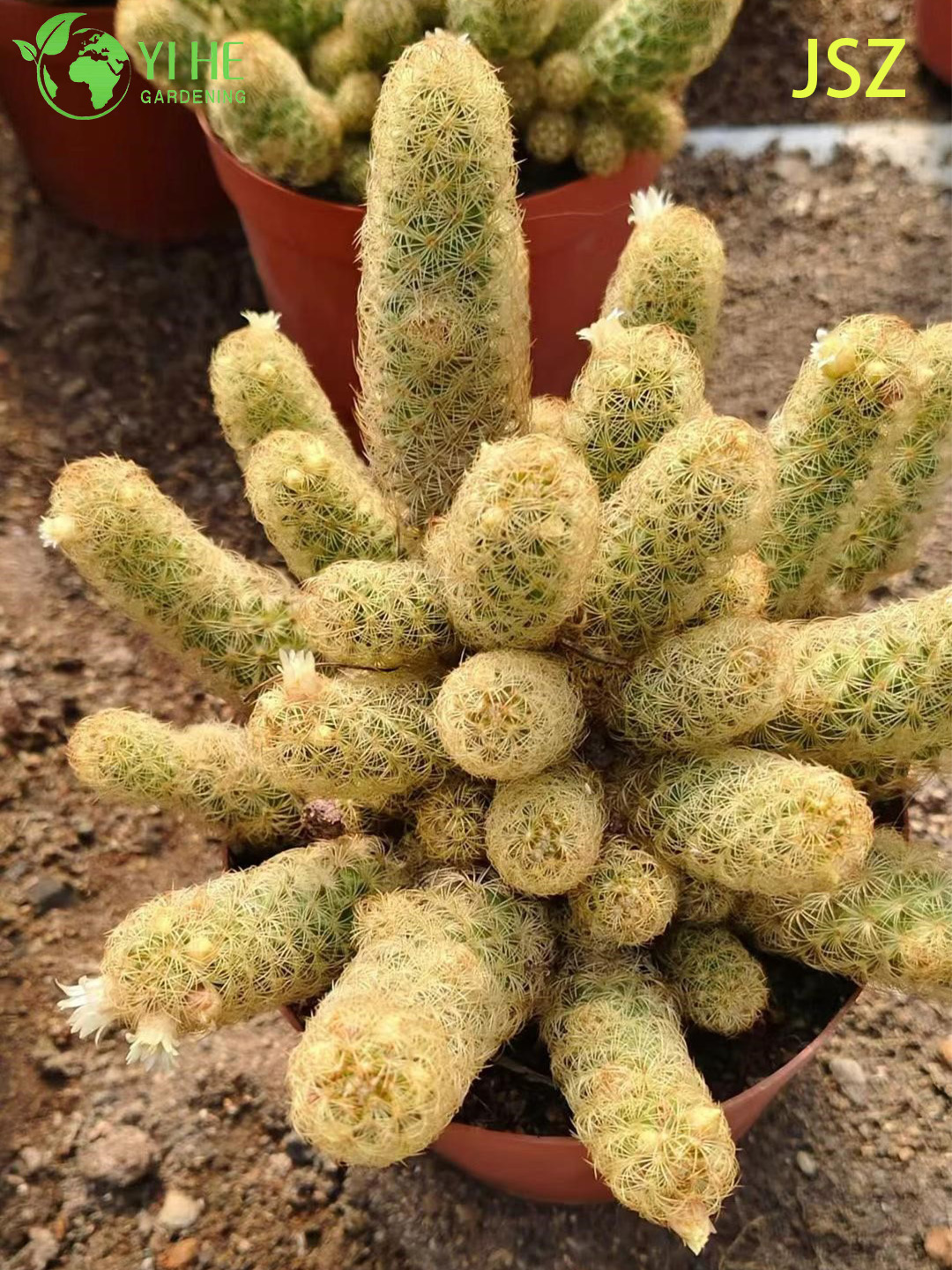 الجملة الحية Ladyfinger الصبار Mammillaria Elongata لحديقة داخلية بونساي