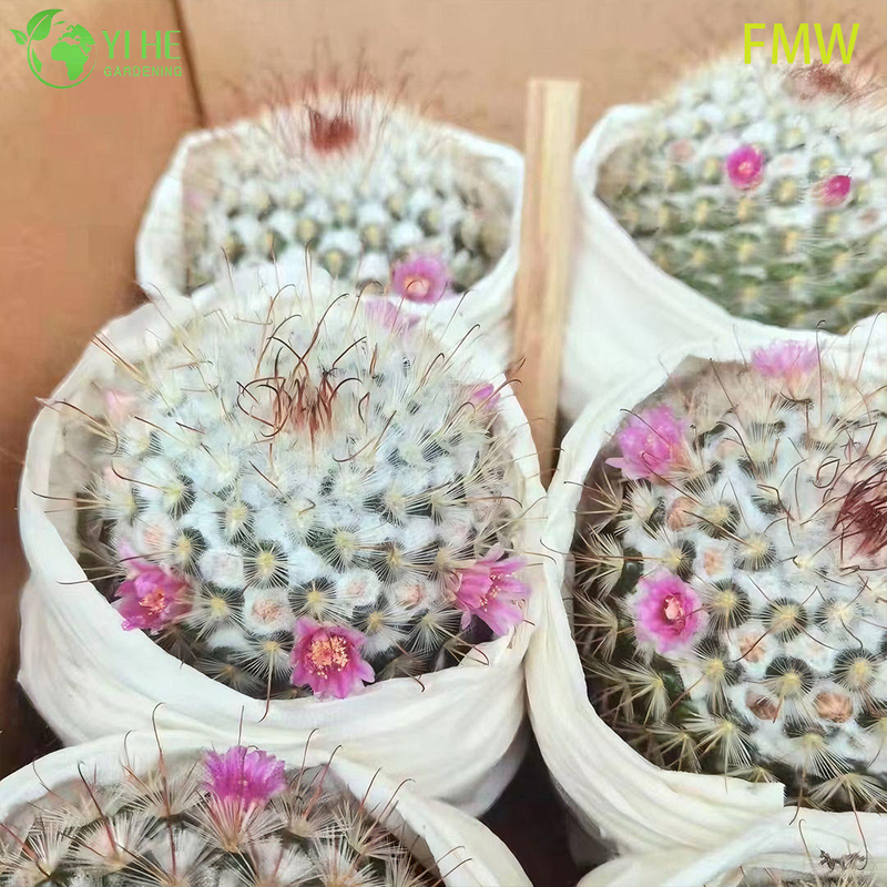 Toptan Ferocactus Setispinus B&uuml;k&uuml;lm&uuml;ş Kaburga Kakt&uuml;s Canlı Bitki Bonsai