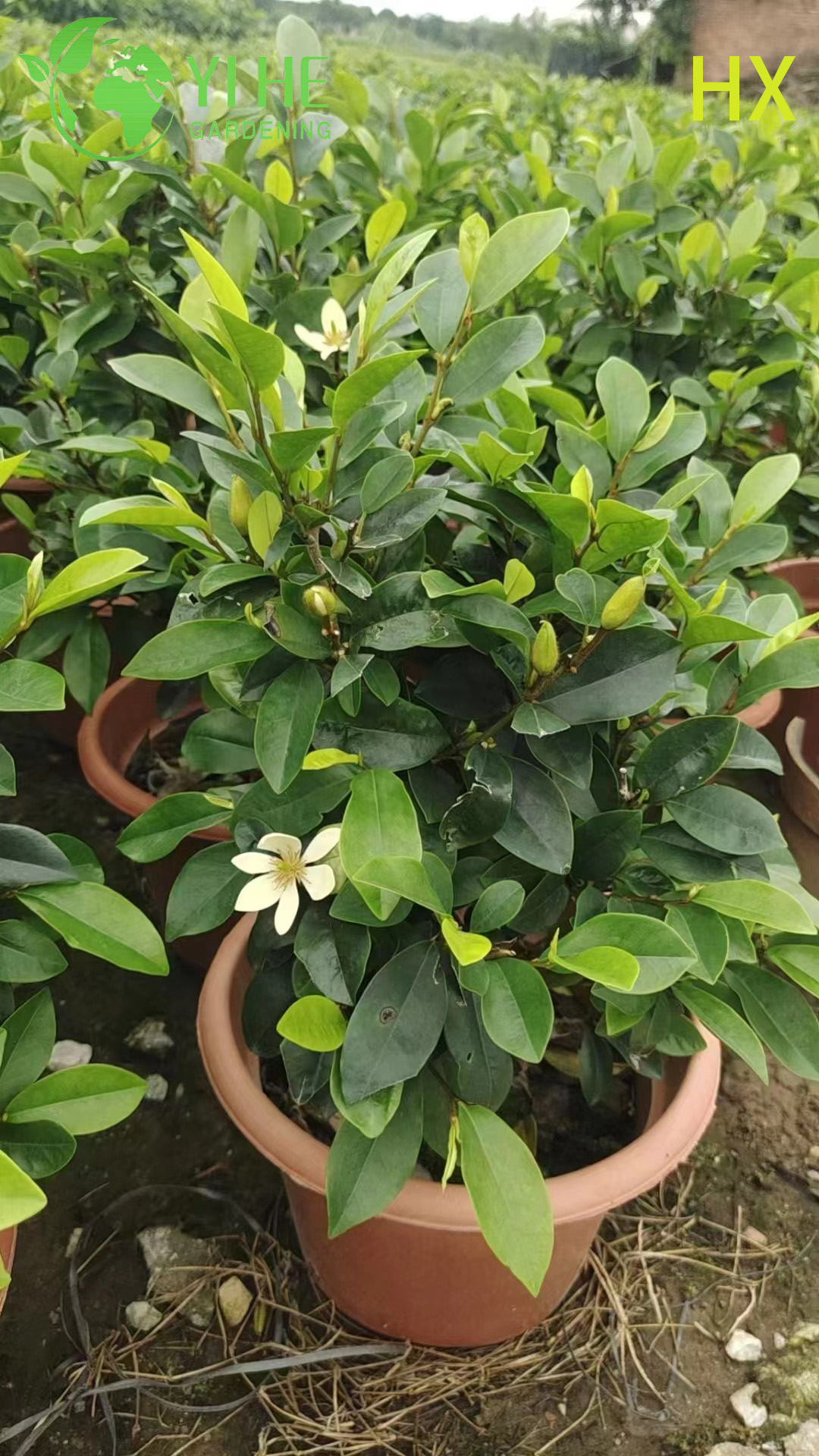 Kokulu Bah&ccedil;e Korunması Bonsai i&ccedil;in Toptan Canlı Michelia Figo Muz &Ccedil;alı
