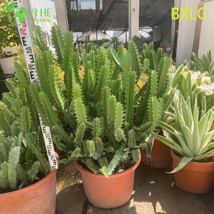 شجرة الحليب الأفريقية الحية الطويلة والمستقيمة، نبات الفربيون المعماري بونساي