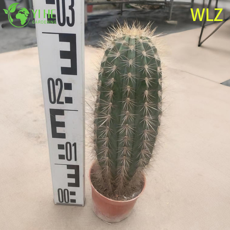 Lebender, dürretoleranter Fackelkaktus, ein hoher, säulenförmiger, silberblauer Sukkulent