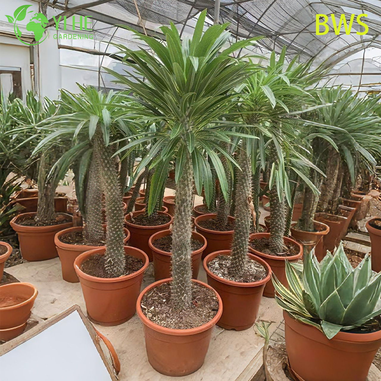 نخلة مدغشقر الحية، جذع شائك طويل القامة، بونساي عصاري