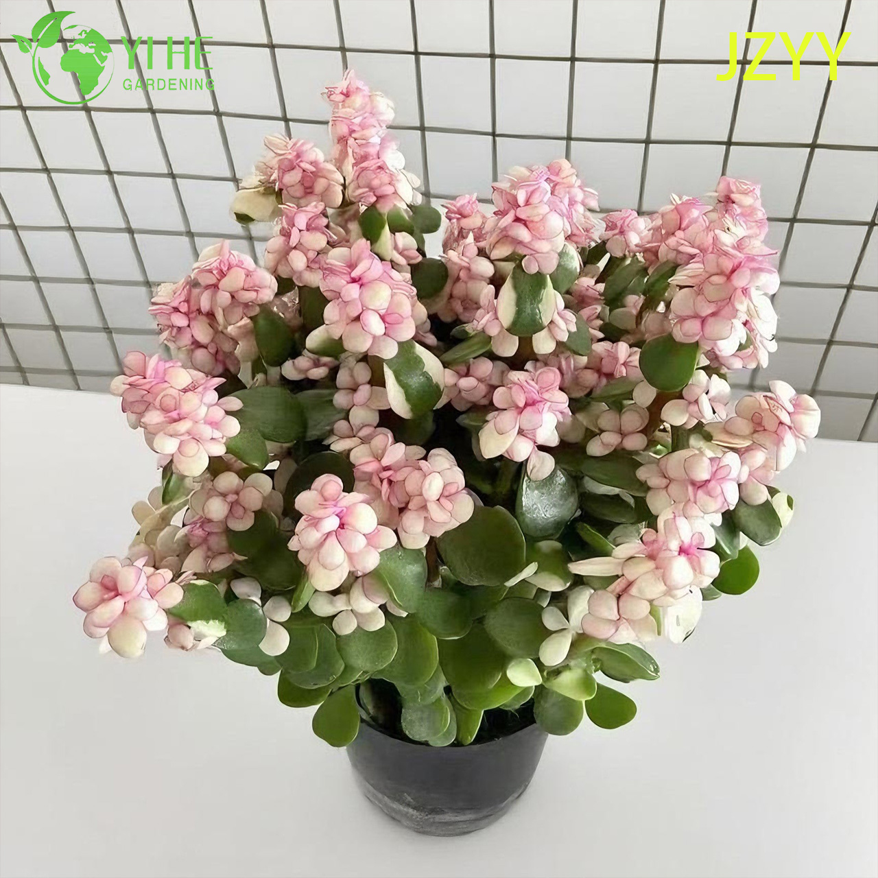 सजीव इंद्रधनुष हाथी झाड़ी एक गुलाबी तिरंगे रंग-बिरंगा रसीला बोनसाई