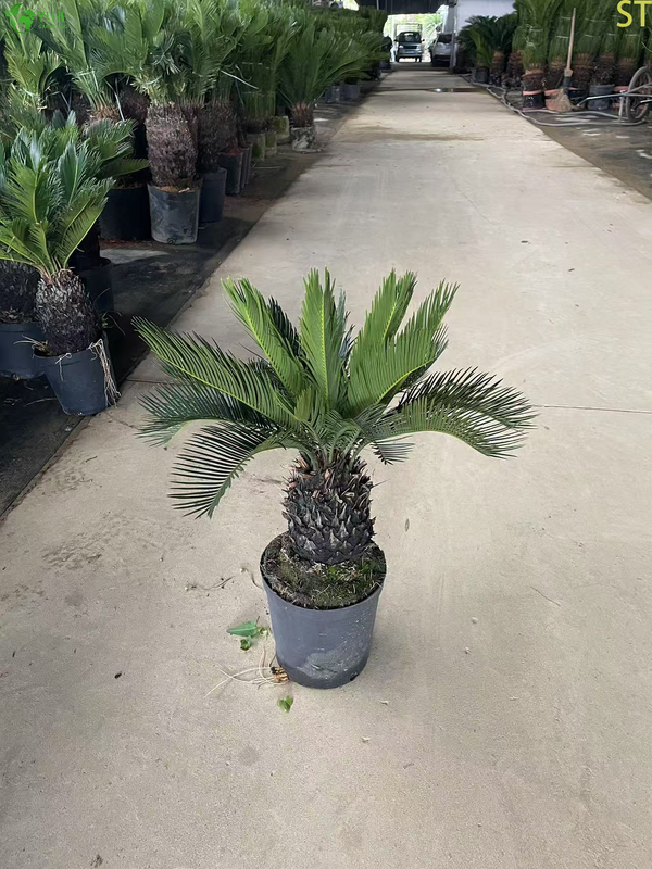 साइकस बोनसाई