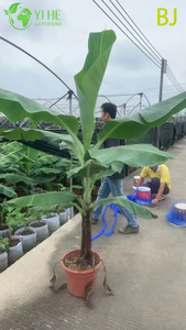 गार्डन लैंडस्केप सजावट बोनसाई के लिए थोक बड़े पत्ते वाले उष्णकटिबंधीय केले का पौधा