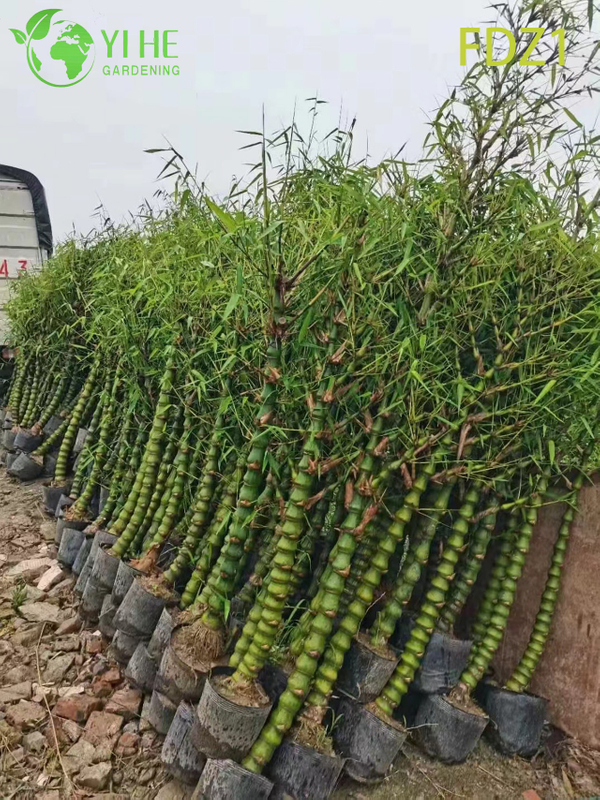 Bamb&ugrave; agglomerante della pancia del Buddha dorato vivo all'ingrosso per la progettazione del paesaggio bonsai