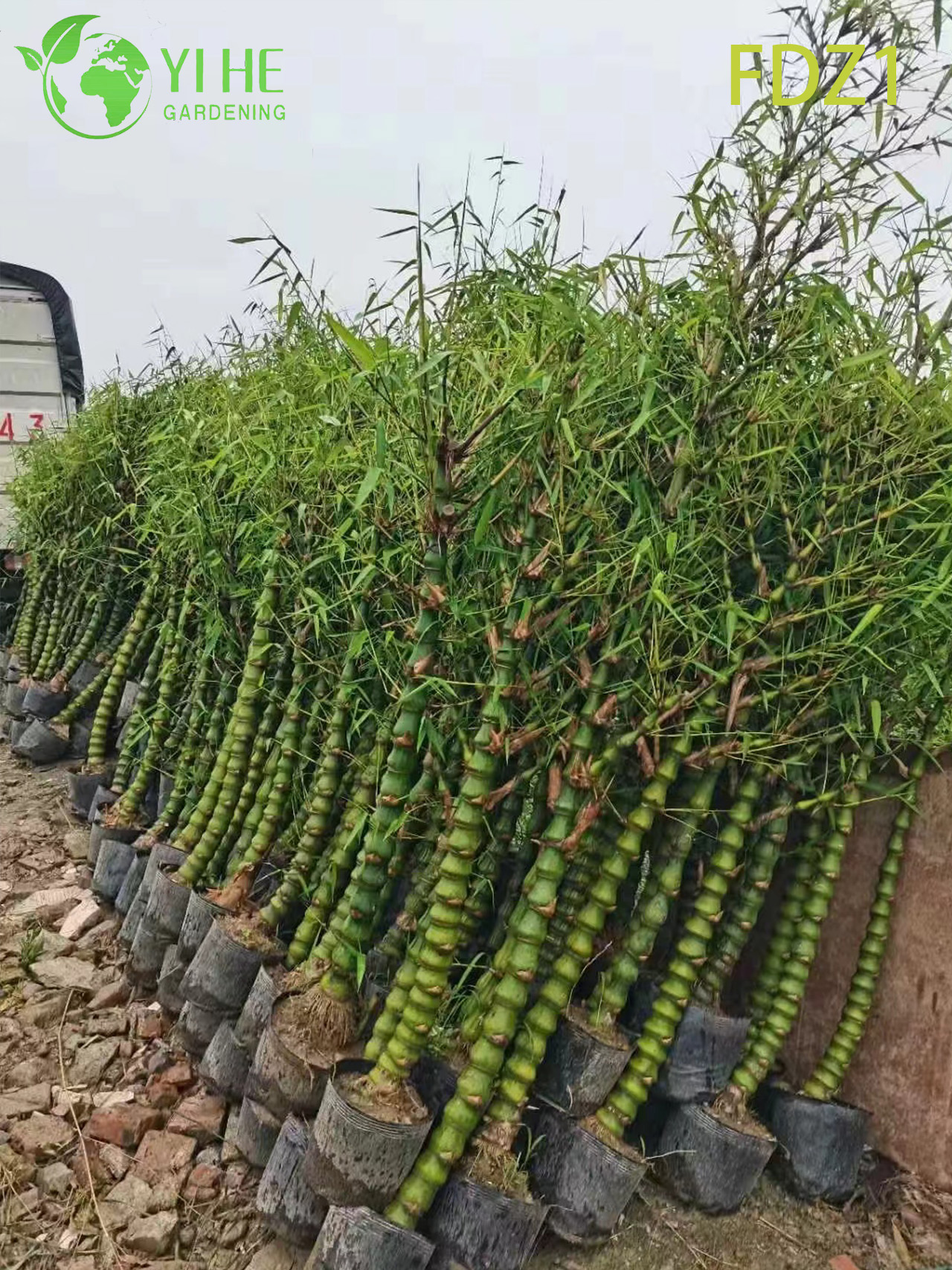 Bamb&ugrave; agglomerante della pancia del Buddha dorato vivo all'ingrosso per la progettazione del paesaggio bonsai