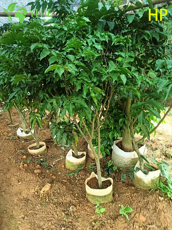 &Aacute;rvore Pongamia Pinnata resistente &agrave; seca para paisagismo e bonsai de biocombust&iacute;vel