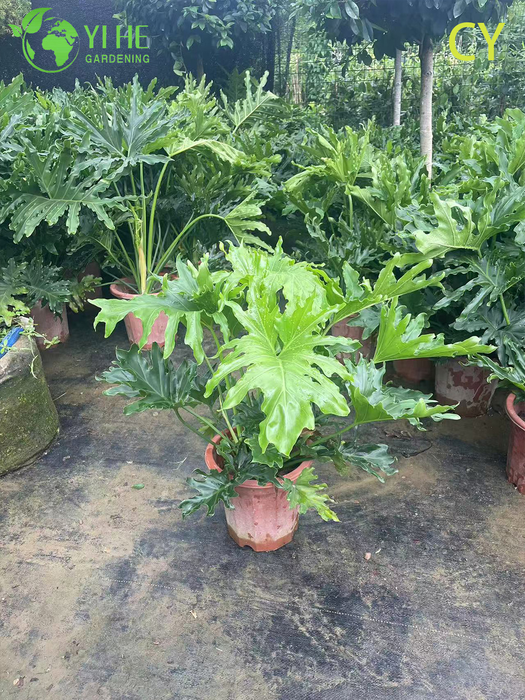 Exuberante planta tropical al por mayor de esperanza Thaumatophyllum Bipinnatifidum Bonsai