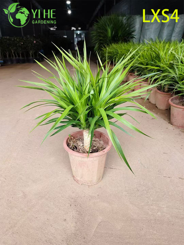 屋内室内装飾盆栽用の卸売ドラセナ フレグランス 'マッサンゲアナ' 生きた植物