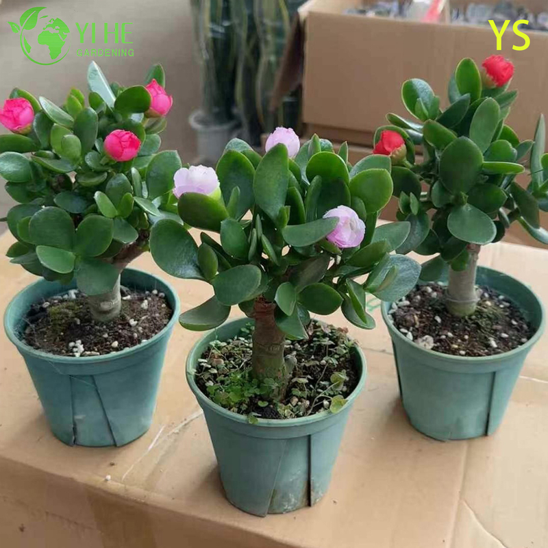 Dekorative lebende Geldbaum-Jadepflanze mit bunten künstlichen Blumen-Bonsai