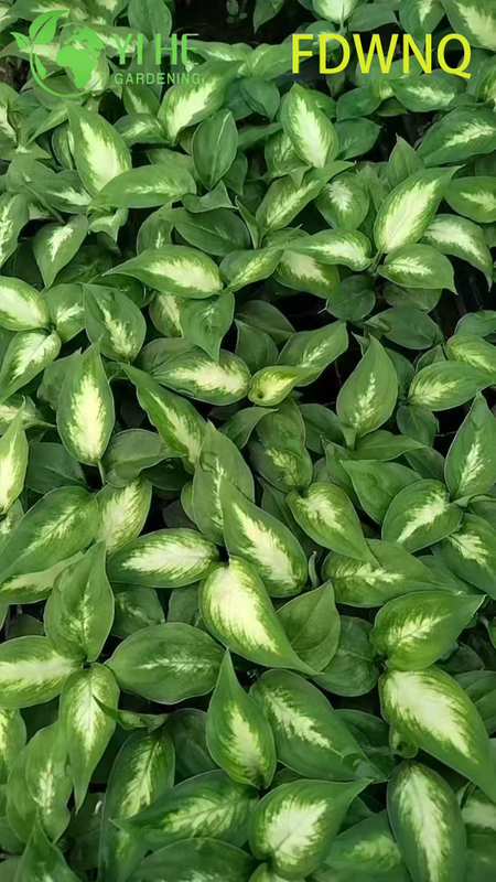 Atacado Dieffenbachia Camille Live Variegated Mudo Cane Starter Plug Mudas