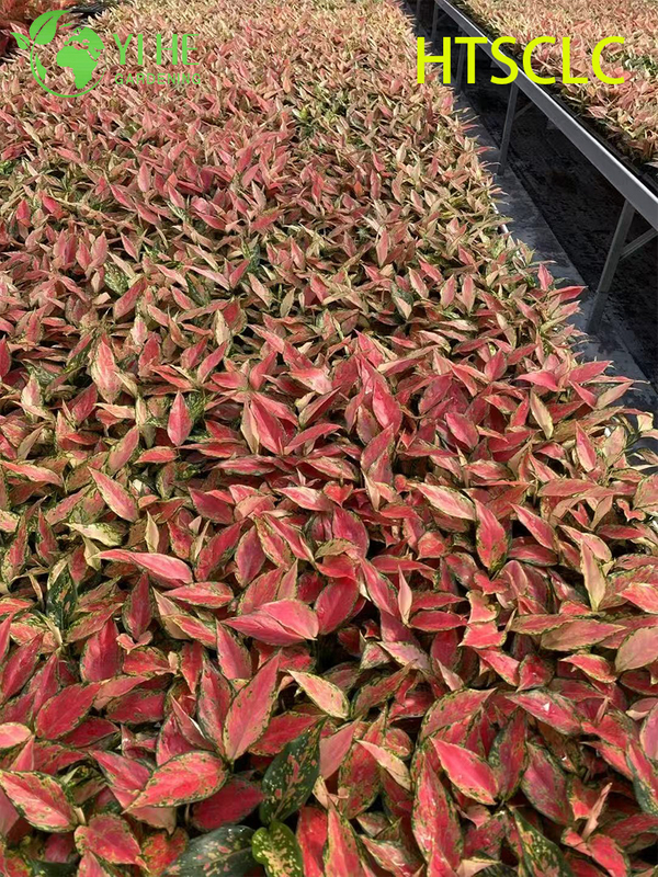 Groothandel Aglaonema Red Angel Live Chinese Evergreen Starter Plug Zaailingen