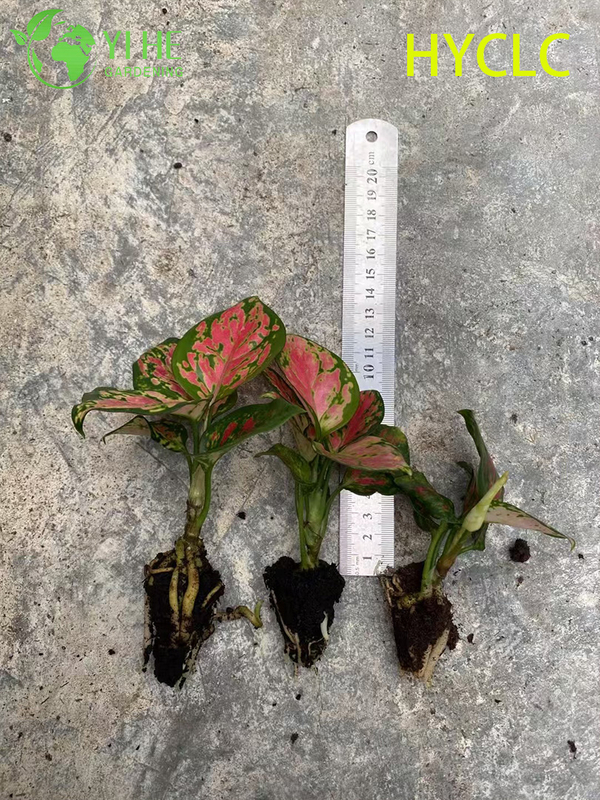 ຂາຍສົ່ງ Aglaonema Beauty Live Chinese Evergreen Starter Plug Seedlings