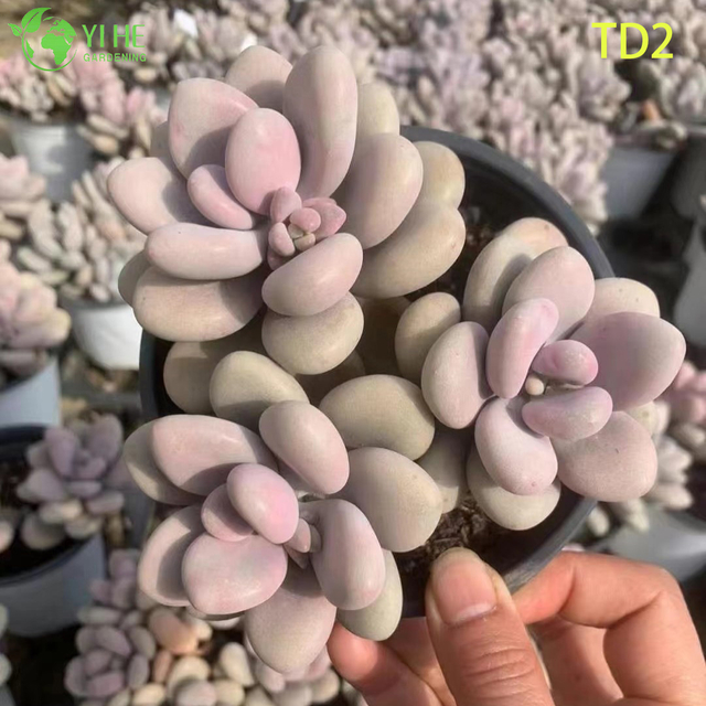 ขายส่งลาเวนเดอร์สีชมพูมูนสโตนฉ่ำพืชสดคลัสเตอร์บอนไซ