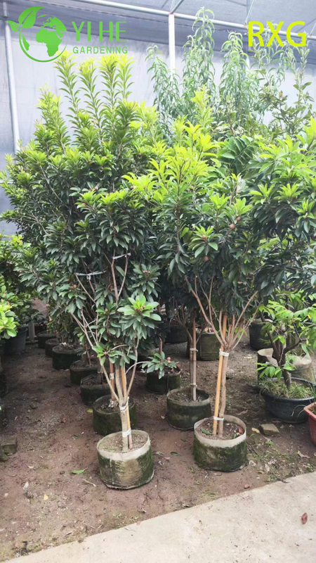 شجرة مانيلكارا زابوتا سابوديلا تشيكو الحية مع بونساي فاكهة السكر البني الحلو