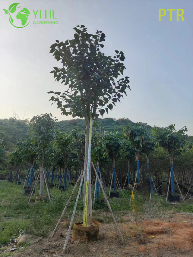 ຕົ້ນໄມ້ Bodhi ສັກສິດ Ficus Religiosa ສໍາລັບຕົ້ນໄມ້ພູມສັນຖານສວນພຣະວິຫານ