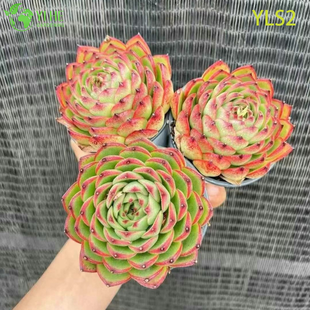 Venta al por mayor Echeveria Taurus Bonsai de plantas suculentas h&iacute;bridas coreanas vivas