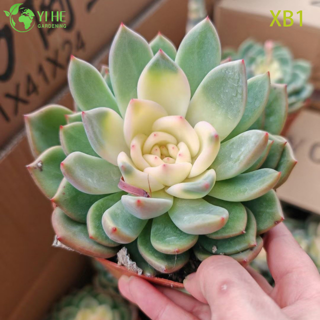 Оптовая продажа суккулента Echeveria Champagne со сливочной серединкой бонсай