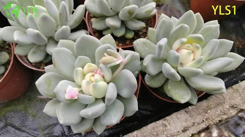 Atacado Echeveria Agavoides Batom Planta Suculenta Viva Bonsai