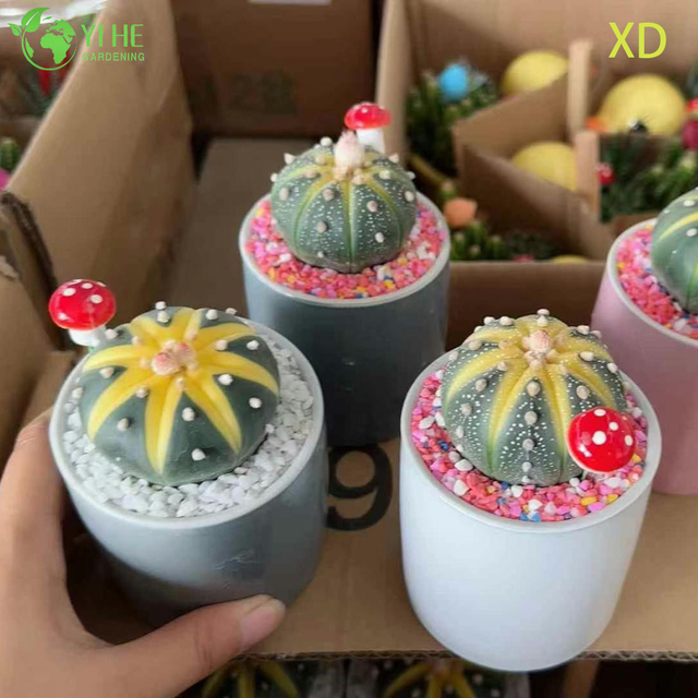 Comercio al por mayor Astrophytum Asterias Star Cactus Bonsai de plantas vivas sin espinas