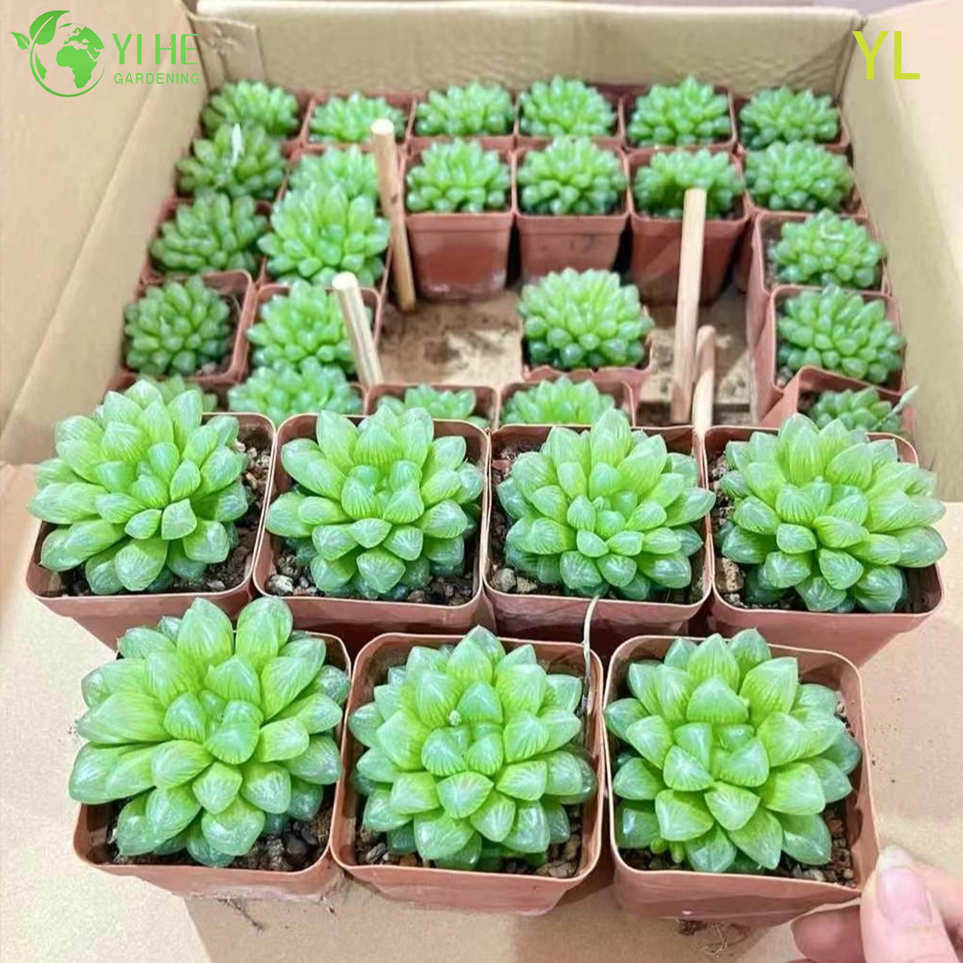 Plante succulente en cristal Haworthia Yulu de couleur violette vivante, bonsa&iuml; en gros