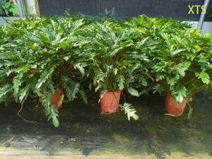 Venta al por mayor Philodendron Selloum Hope Live Tropical Houseplant Bonsai