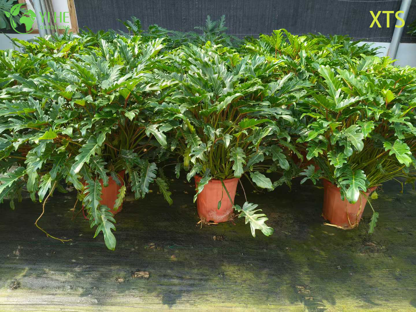 Philodendron Selloum Hope Live Tropical Zimmerpflanze Bonsai im Großhandel