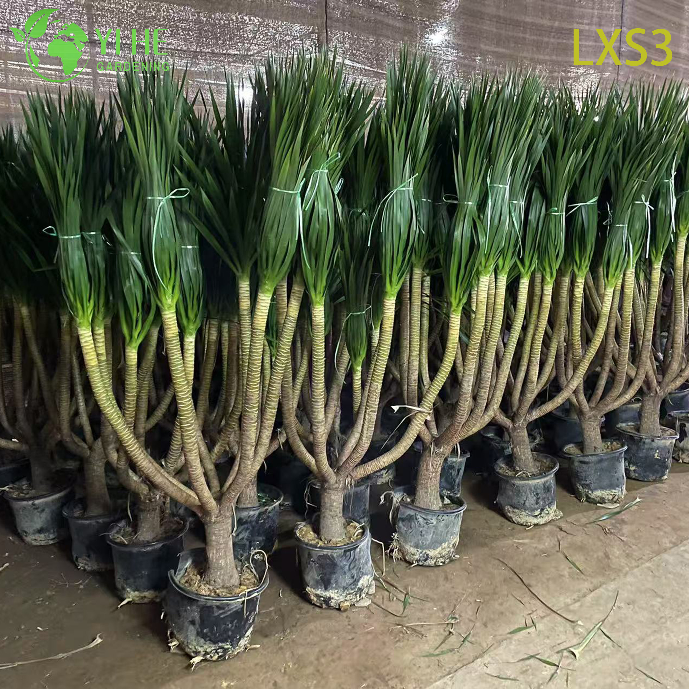 Comercio al por mayor Dracaena Draco &aacute;rbol vivo &aacute;rbol de sangre de drag&oacute;n maduro para Bonsai de exportaci&oacute;n