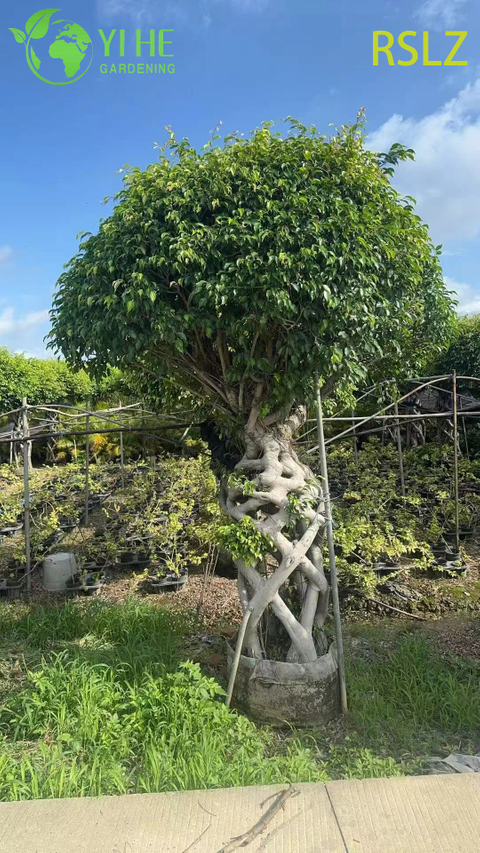 Gabbia di ficus intrecciata, un tronco intrecciato di piante vive, scultura bonsai