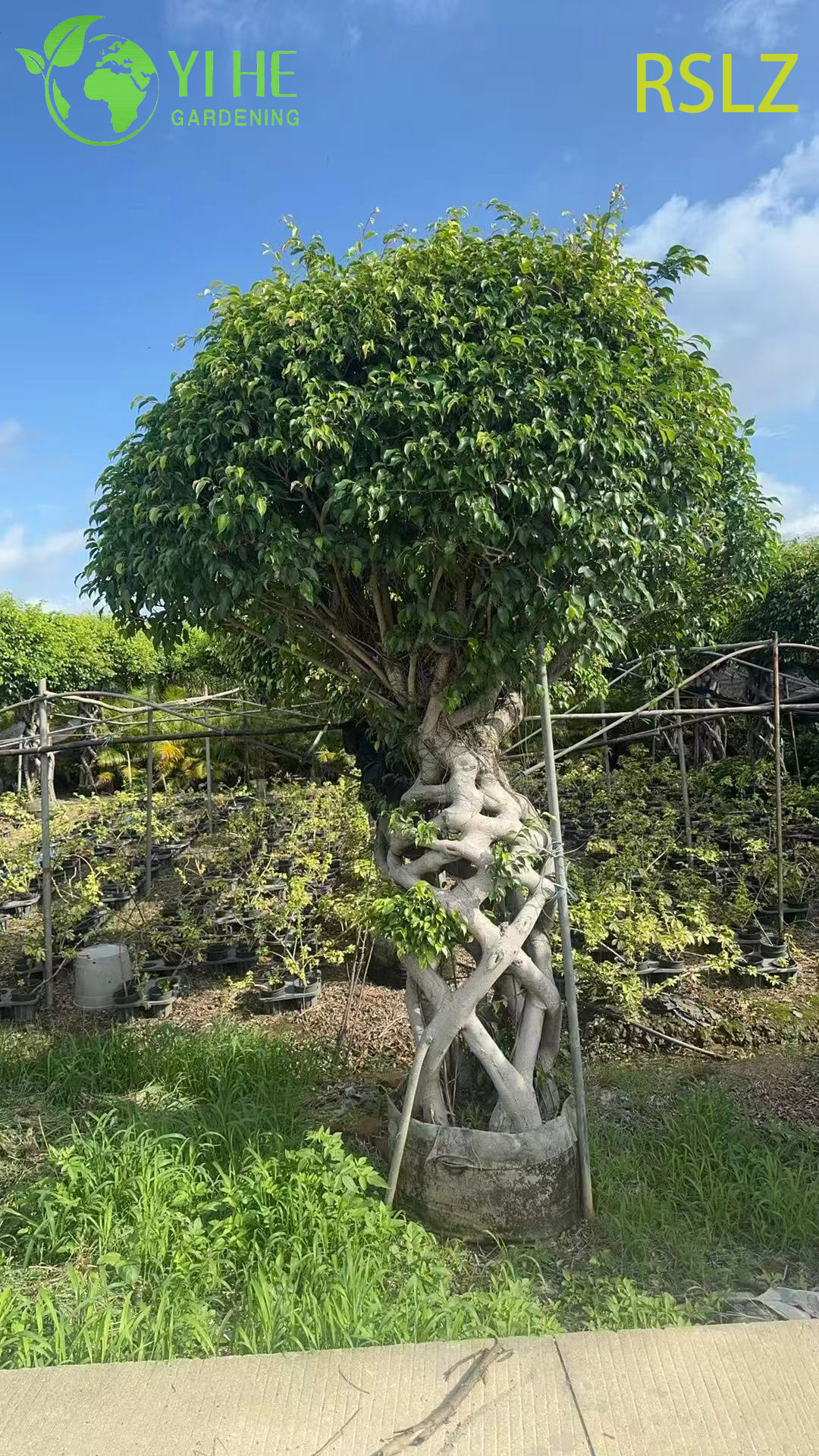 ทอ Ficus Cage A Braided Trunk Live Plant ประติมากรรมบอนไซ