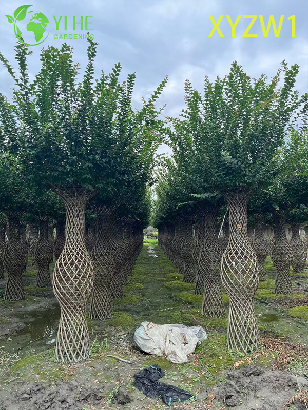 Zierlagerstroemia parviflora, Vasenförmiger Topiary-Baum, blühende Gartendekorpflanze