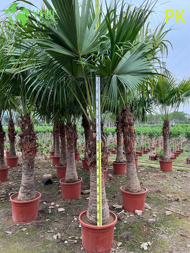 ដើមត្នោត Livistona Chinensis ជារុក្ខជាតិលម្អបៃតងសម្រាប់សួនច្បារ និងទេសភាព