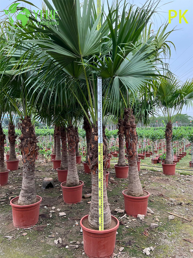 Palmera Livistona Chinensis, planta ornamental de hoja perenne para jard&iacute;n y paisaje