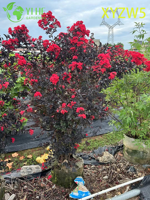 Sierpaars - blad Lagerstroemia parviflora, rood - bloeiende potplant
