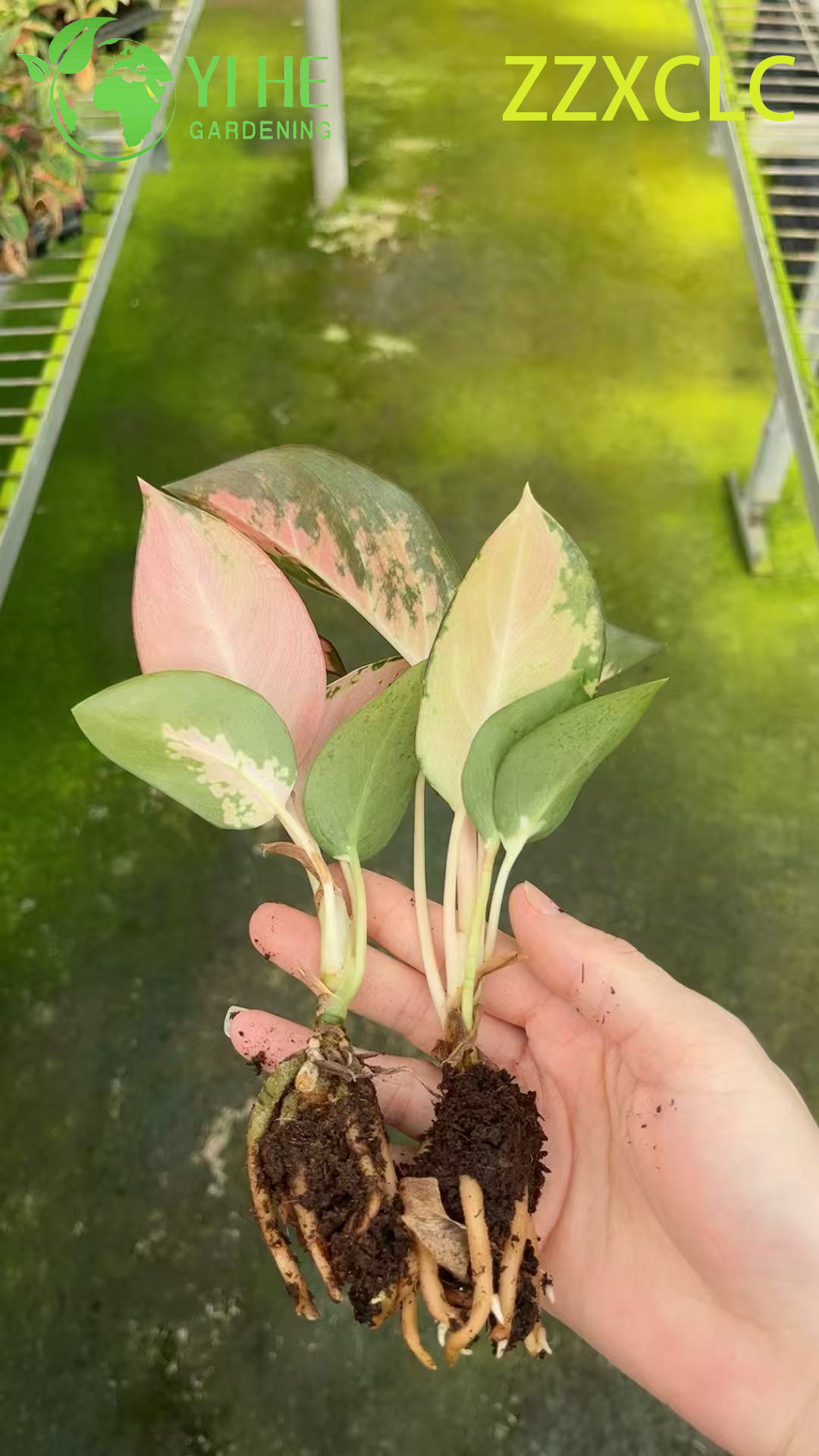 Großhandel Export Spider-Man Aglaonema Setzlinge | Tropische Zierlaubsämlinge