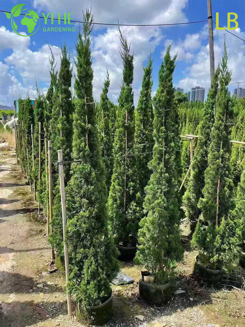 &Aacute;rbol de hoja perenne de enebro chino ornamental para exportaci&oacute;n al por mayor
