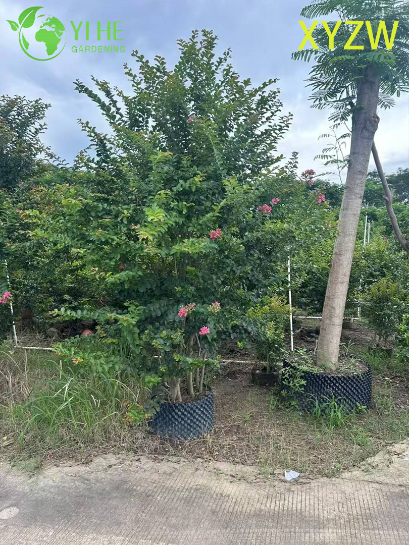 Albero di mirto nano ornamentale per l'esportazione all'ingrosso