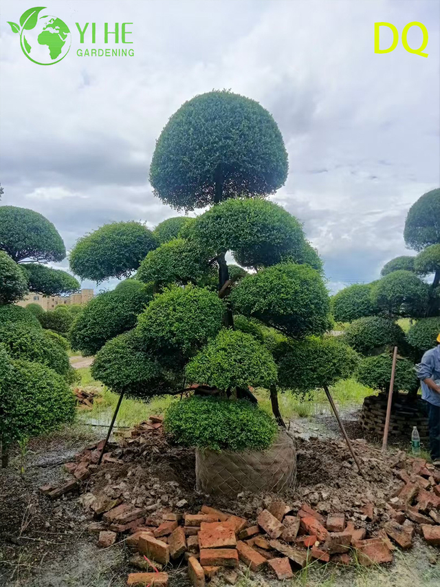 Venda por atacado de topiaria viva Ilex Crenata Holly Globe para bonsai de paisagismo de jardim