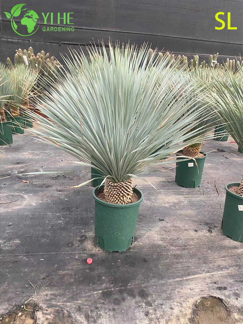 Оптовая архитектурная юкка, живая розетка, ландшафтный дизайн, бонсай