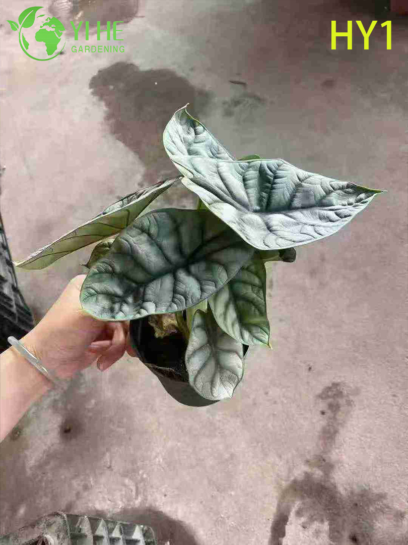 Plante tropicale en pot Alocasia Zebrina - D&eacute;coration int&eacute;rieure &agrave; feuilles persistantes