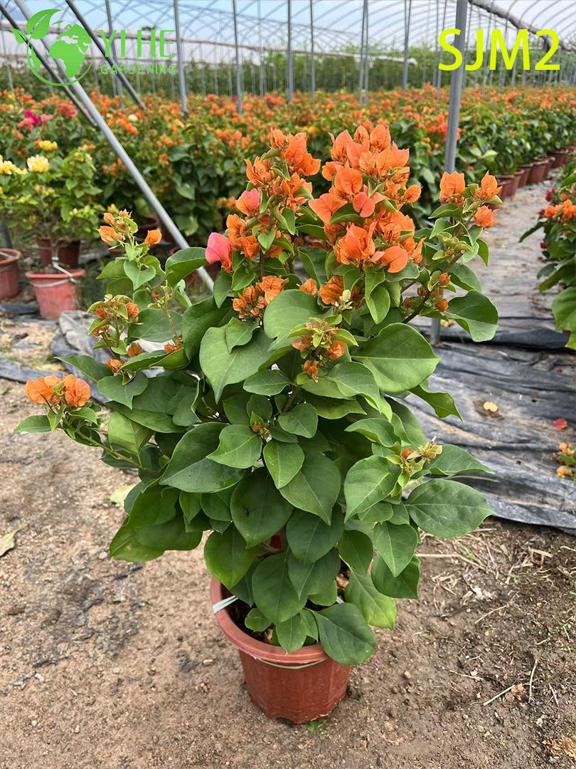ຂາຍສົ່ງ Bougainvillea Standard Tree Live Plant for Patio Garden Bonsai