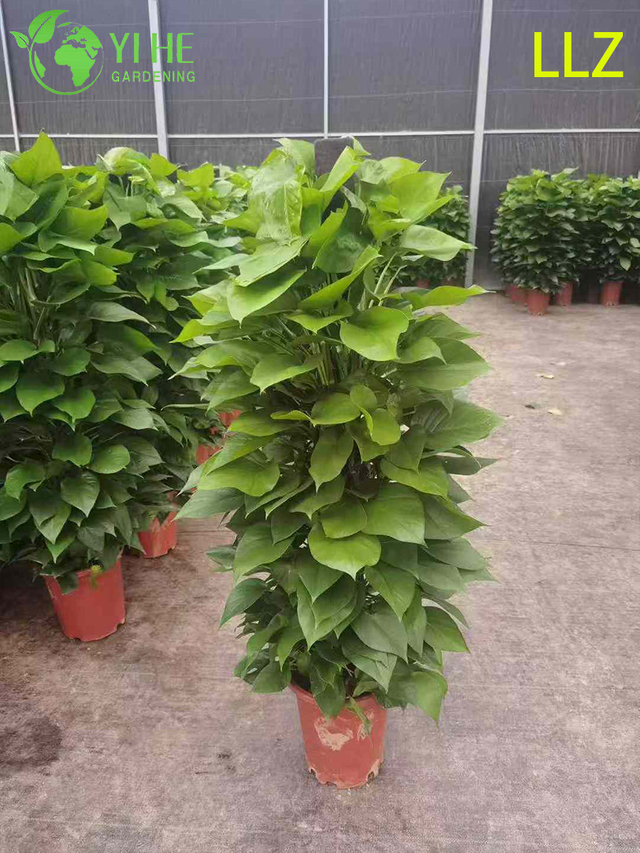 Evergreen Large - Потос с листьями для установки очистки воздуха в помещении