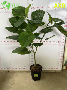 نبات التين المزخرف الداخلي متعدد الوظائف Ficus Umbellata بوعاء داخلي