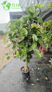 Комнатный бенгальский инжир Ficus Bengalensis с большой листвой, декоративное растение в горшке