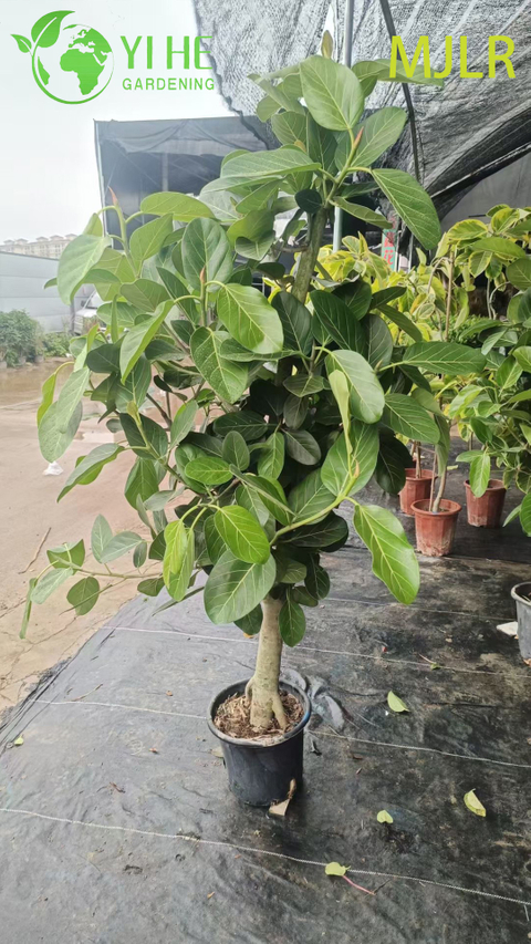 Fico del Bengala per interni Ficus Bengalensis Pianta decorativa in vaso con fogliame grande